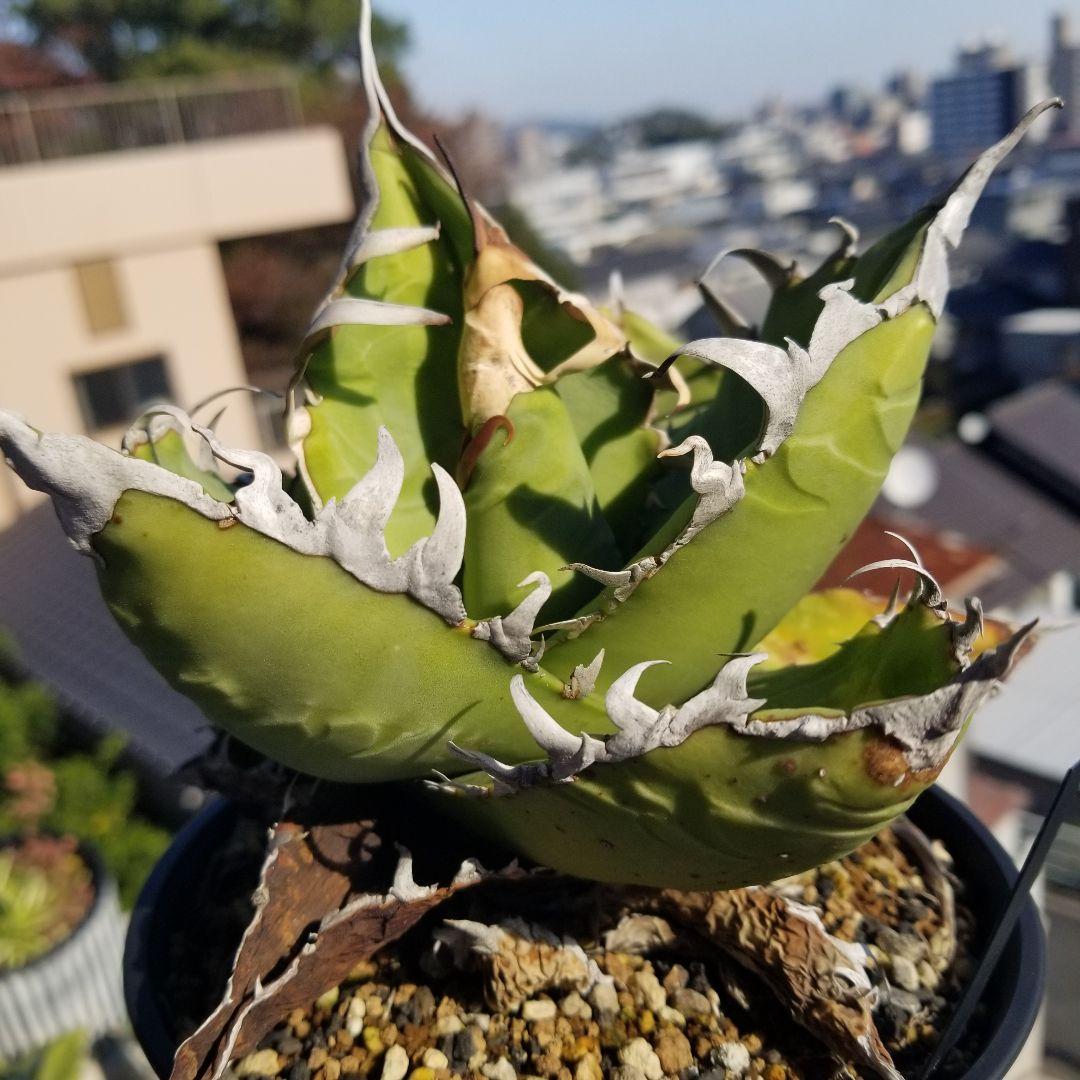 アガベ イタリア　オテロイ