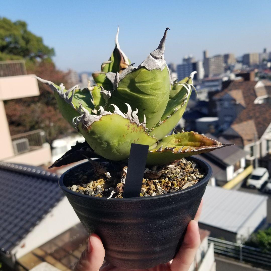 アガベ イタリア　オテロイ