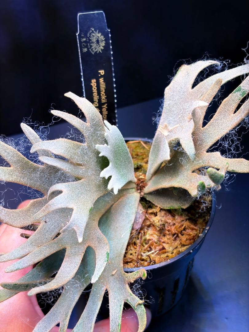 ビカクシダ　Yellow moon dwarf sporeling