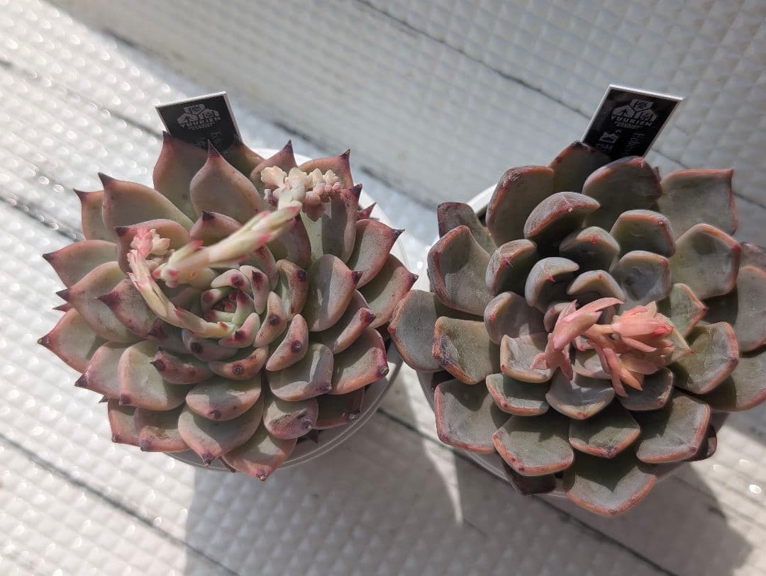 優木園さん 黒札セット3 【先姫】【幻乱燈花】花芽付き 札付き