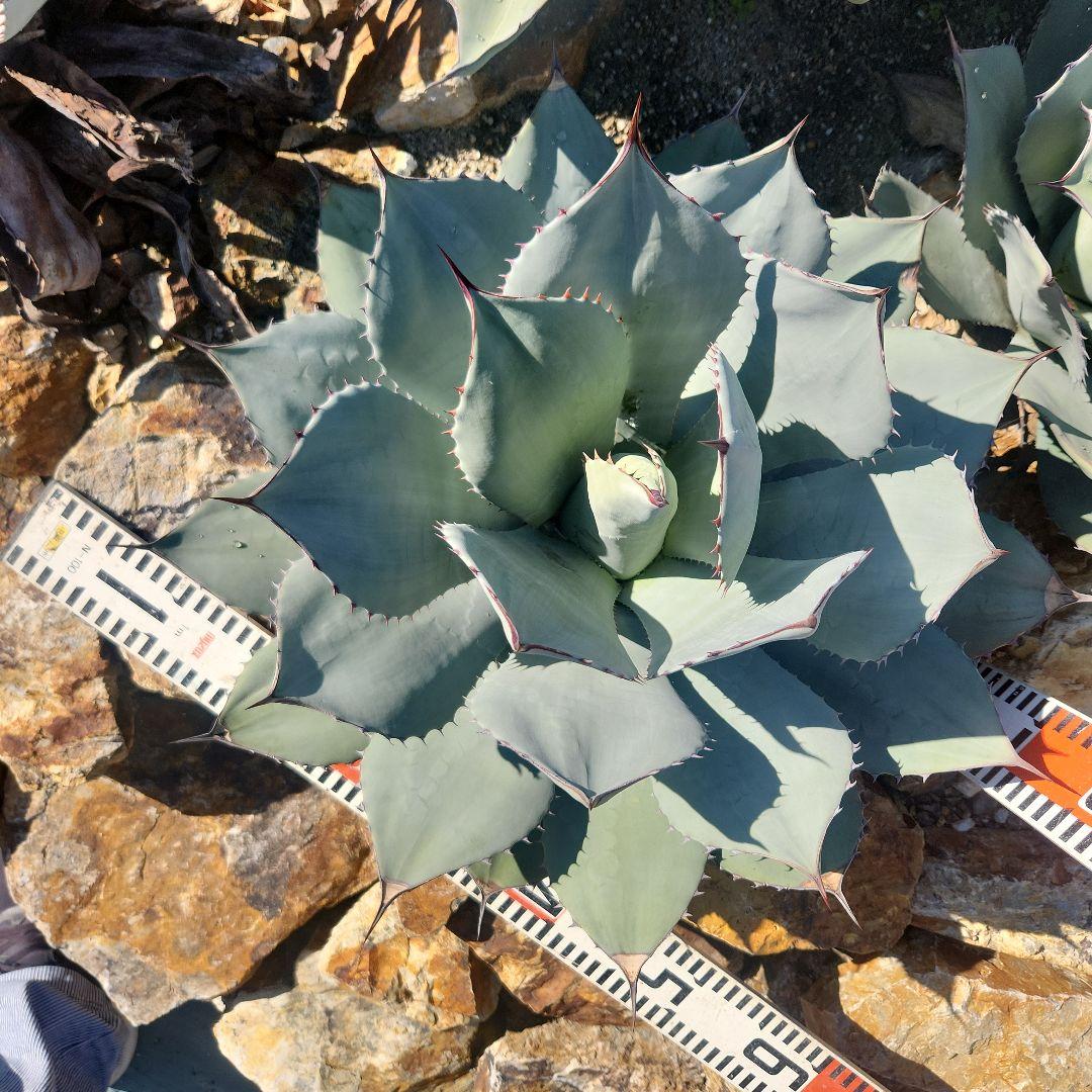 パリートランカータ　大株