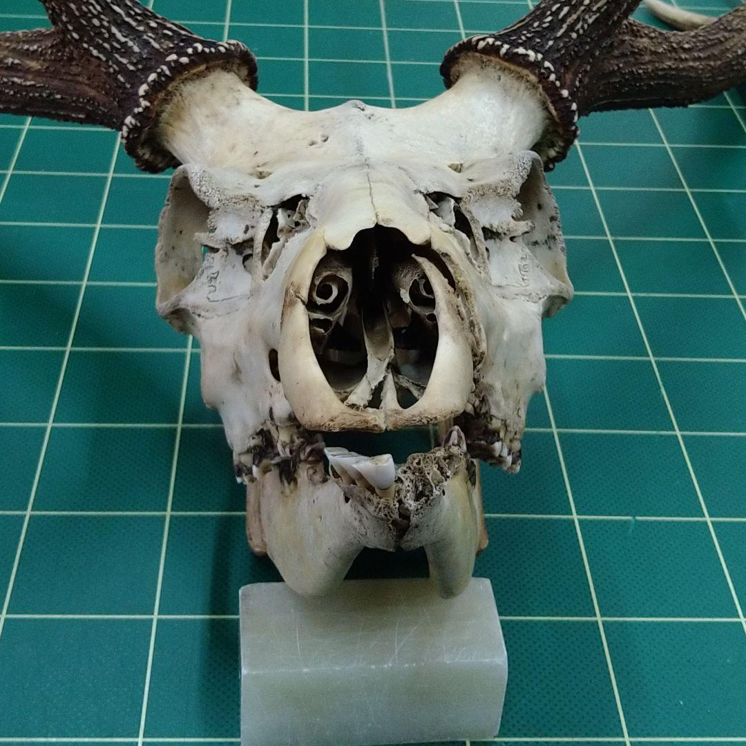 激レア　４又５尖　ニホンジカ頭骨　下顎付き