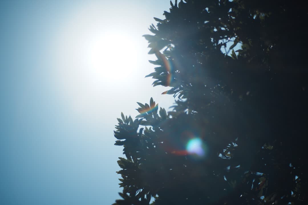 【美品】Carl Zeiss Planar 85mm F1.4 AEG 156