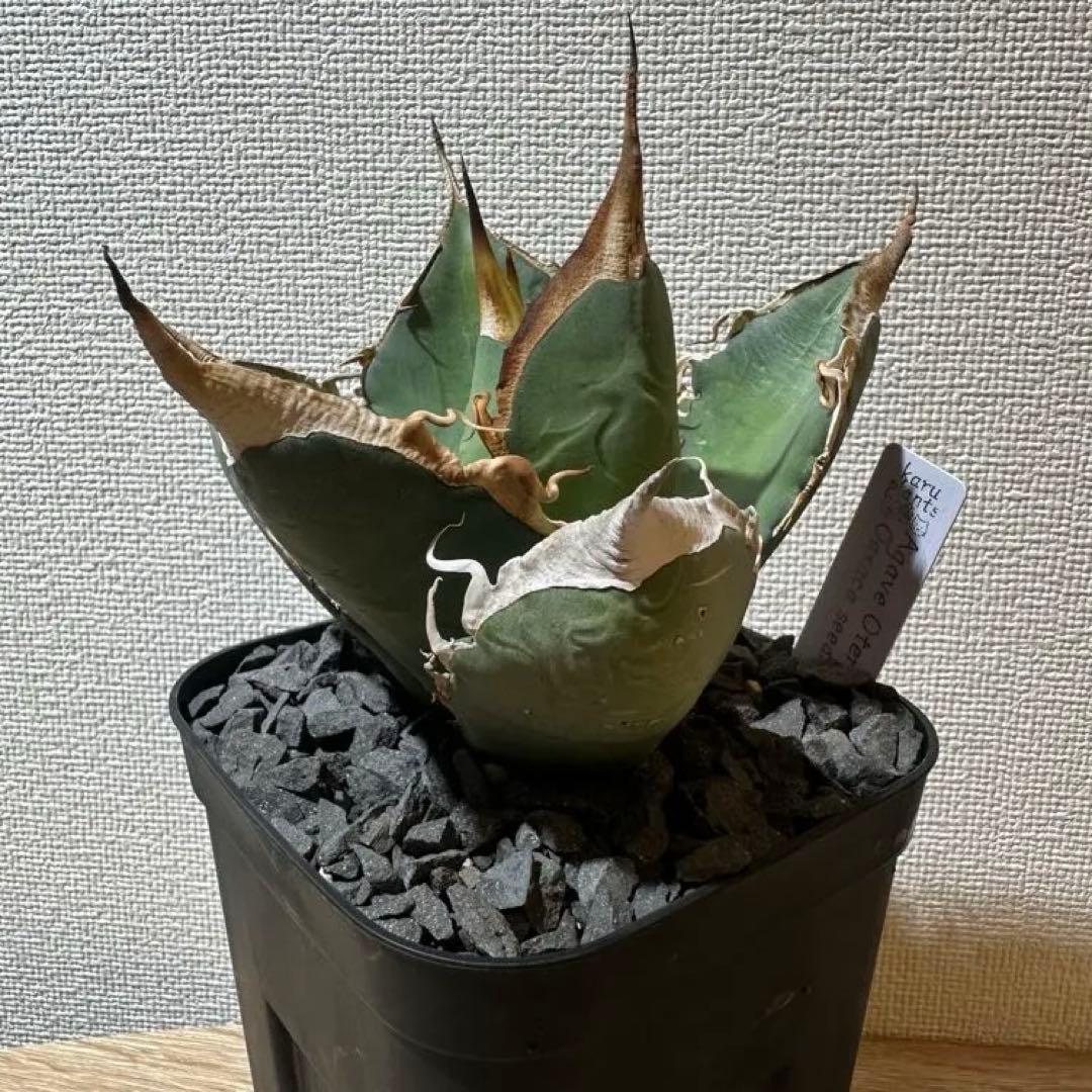 アガベ　oaxaca 実生　オアハカ