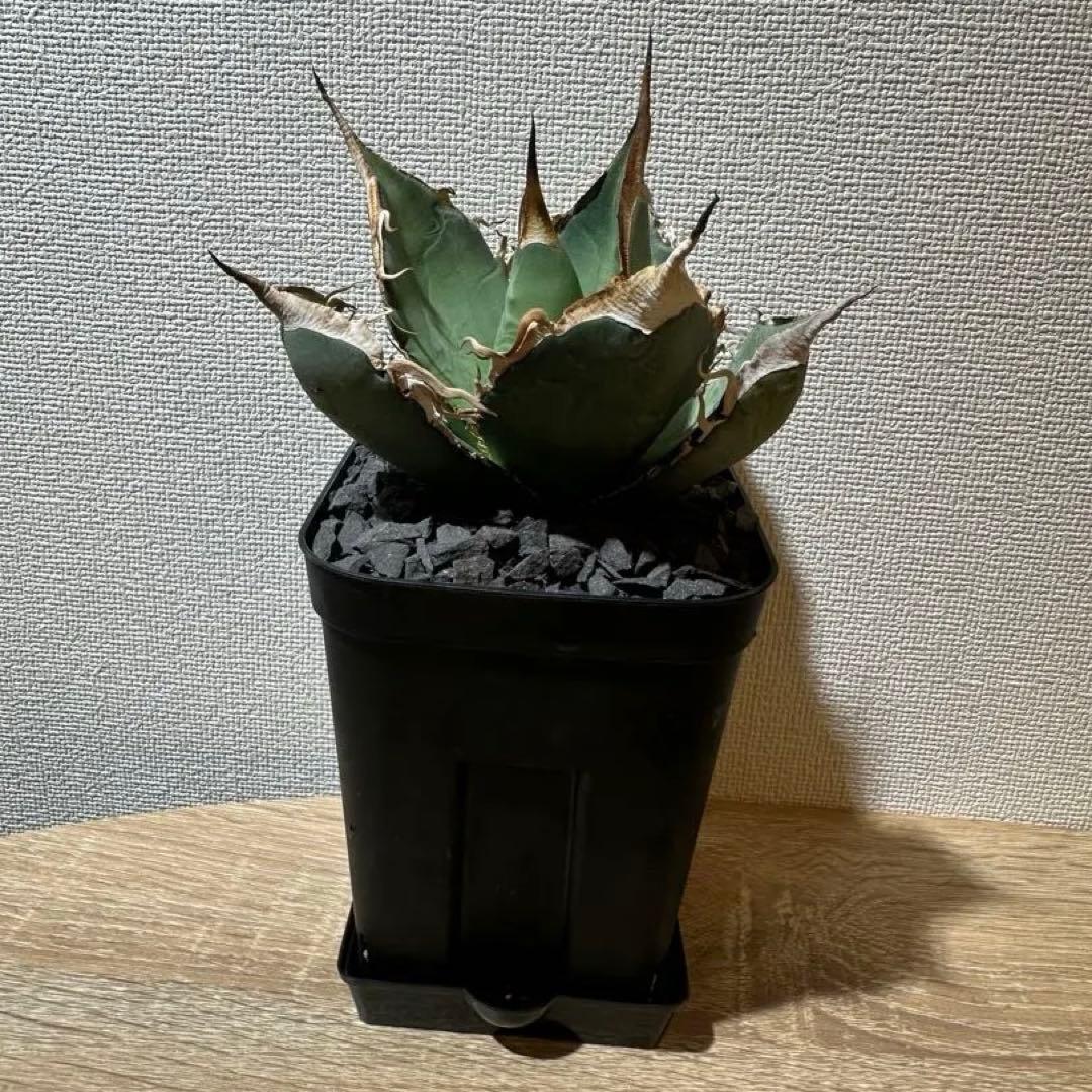 アガベ　oaxaca 実生　オアハカ