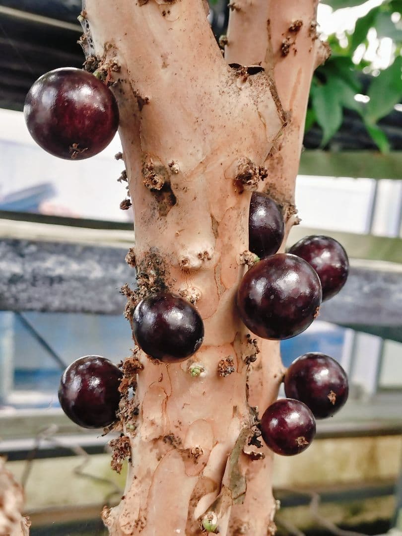 ✿年始セール ジャボチカバ 四季成り 大葉系 サバラ 実生苗10年以上経過 ⑰