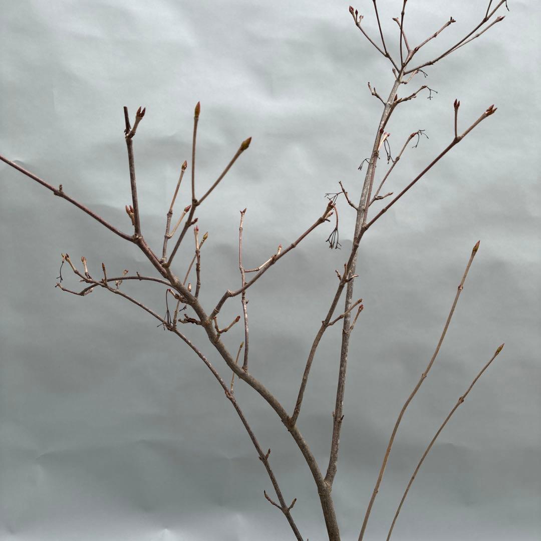 フウリンガマズミ　風鈴ガマズミ　大型