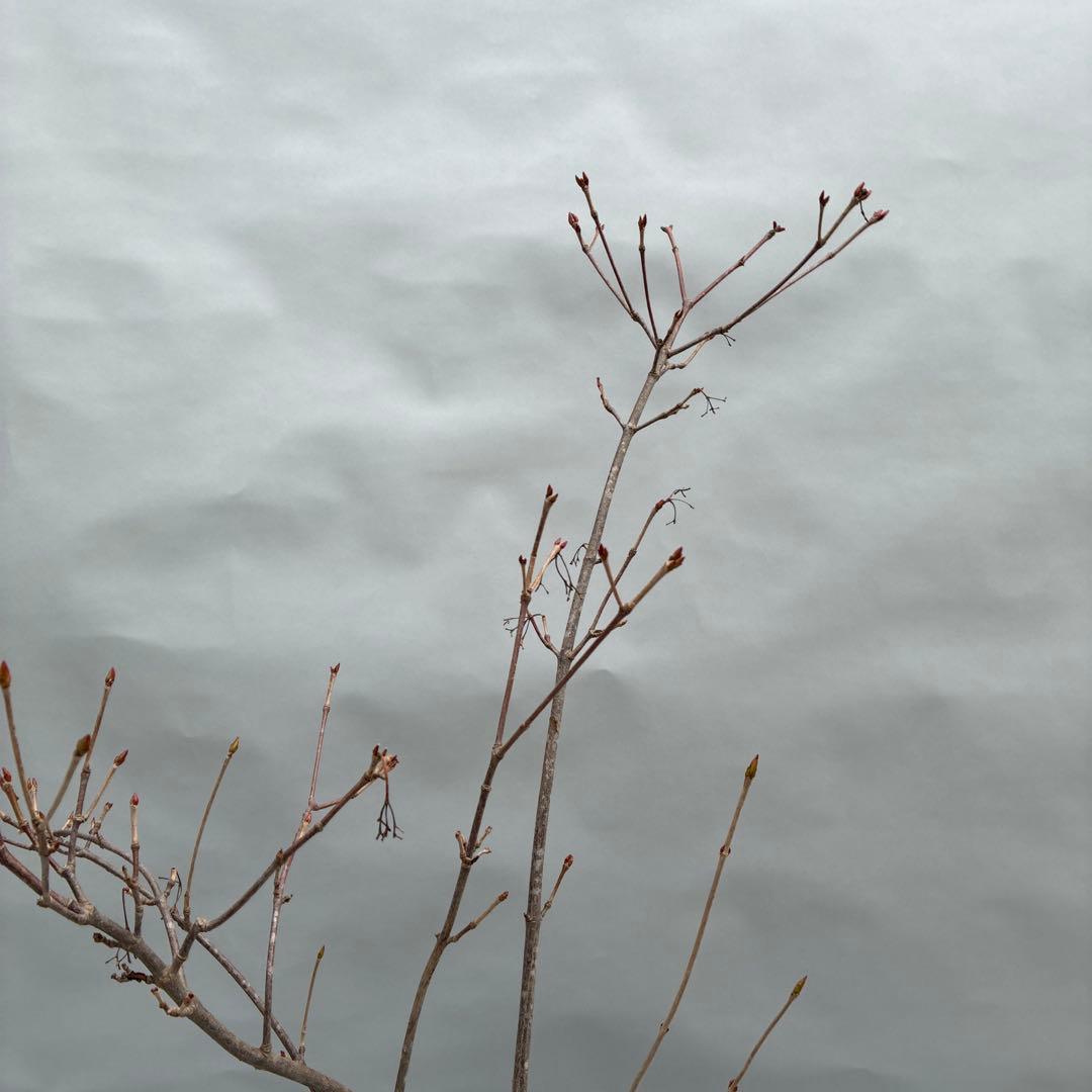 フウリンガマズミ　風鈴ガマズミ　大型