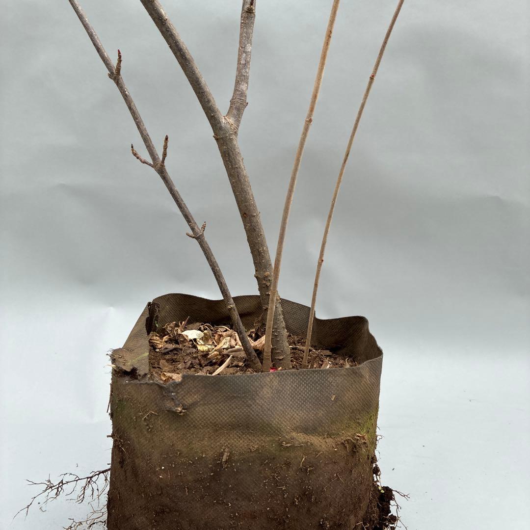 フウリンガマズミ　風鈴ガマズミ　大型