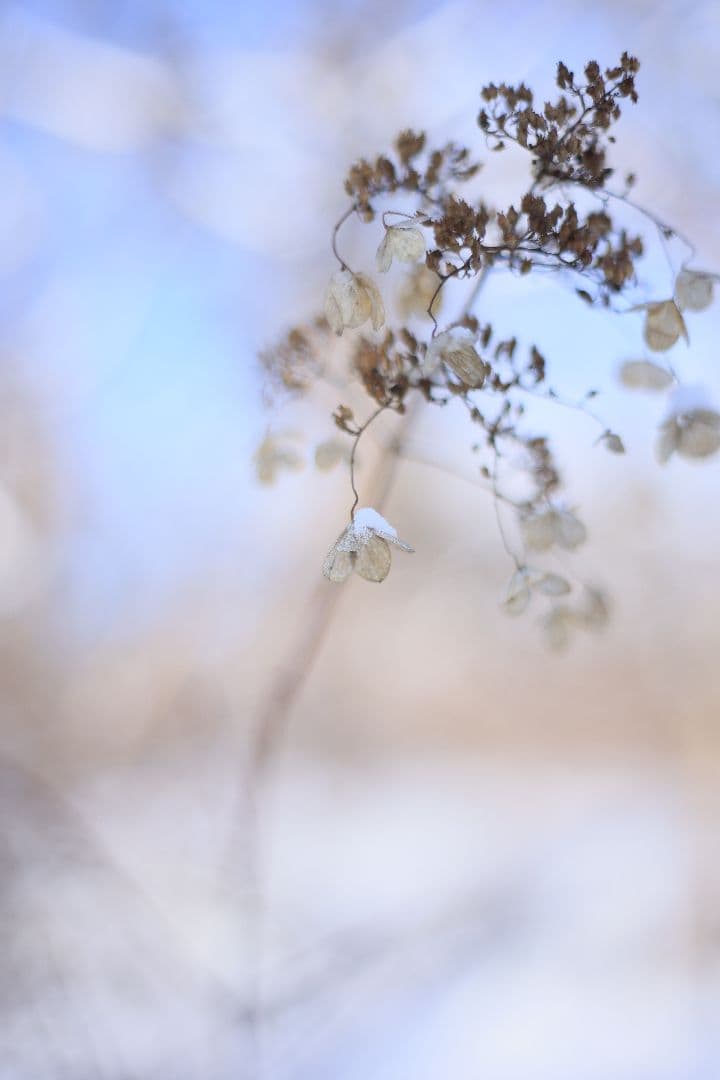 Super-Takumar 55mm F1.8 初期型 S/N：628134