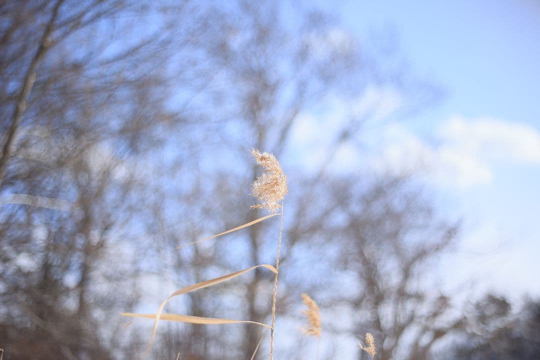 Super-Takumar 55mm F1.8 初期型 S/N：628134