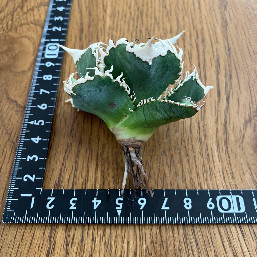 ポ*コ様 【週末オークション】超選抜　太棘　アガベ　チタノタ　白豪刺　TC 優秀