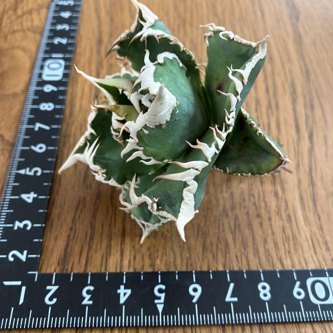 ポ*コ様 【週末オークション】超選抜　太棘　アガベ　チタノタ　白豪刺　TC 優秀