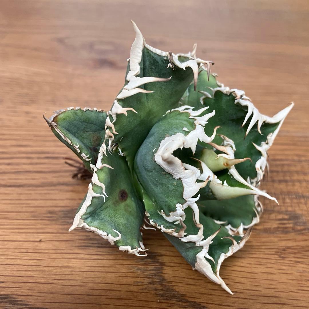 ポ*コ様 【週末オークション】超選抜　太棘　アガベ　チタノタ　白豪刺　TC 優秀