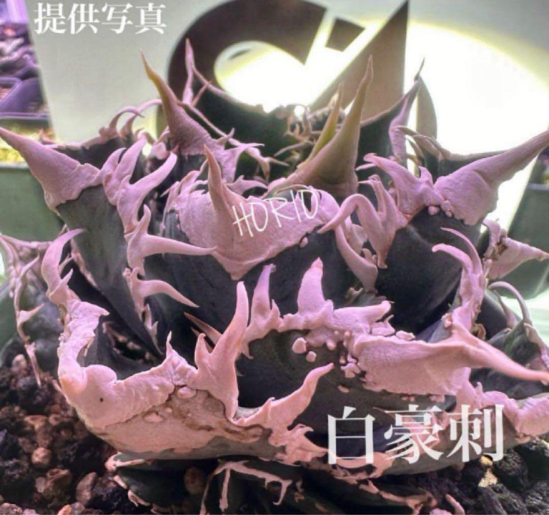 ポ*コ様 【週末オークション】超選抜　太棘　アガベ　チタノタ　白豪刺　TC 優秀