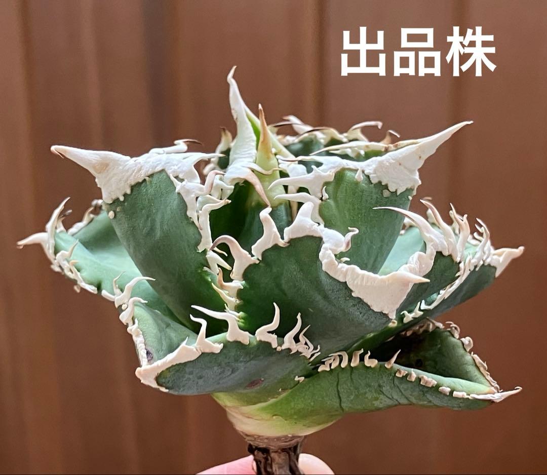 ポ*コ様 【週末オークション】超選抜　太棘　アガベ　チタノタ　白豪刺　TC 優秀