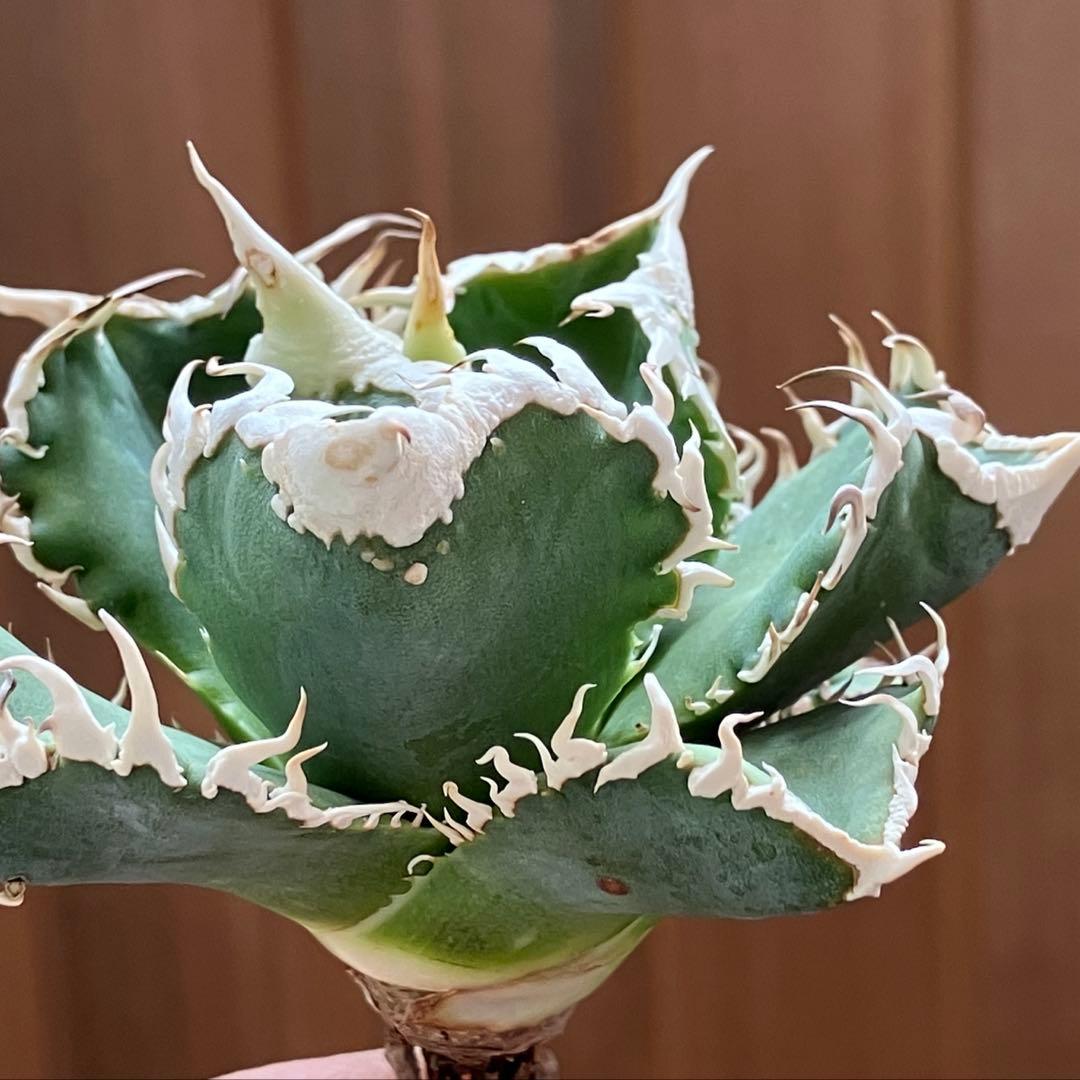 ポ*コ様 【週末オークション】超選抜　太棘　アガベ　チタノタ　白豪刺　TC 優秀