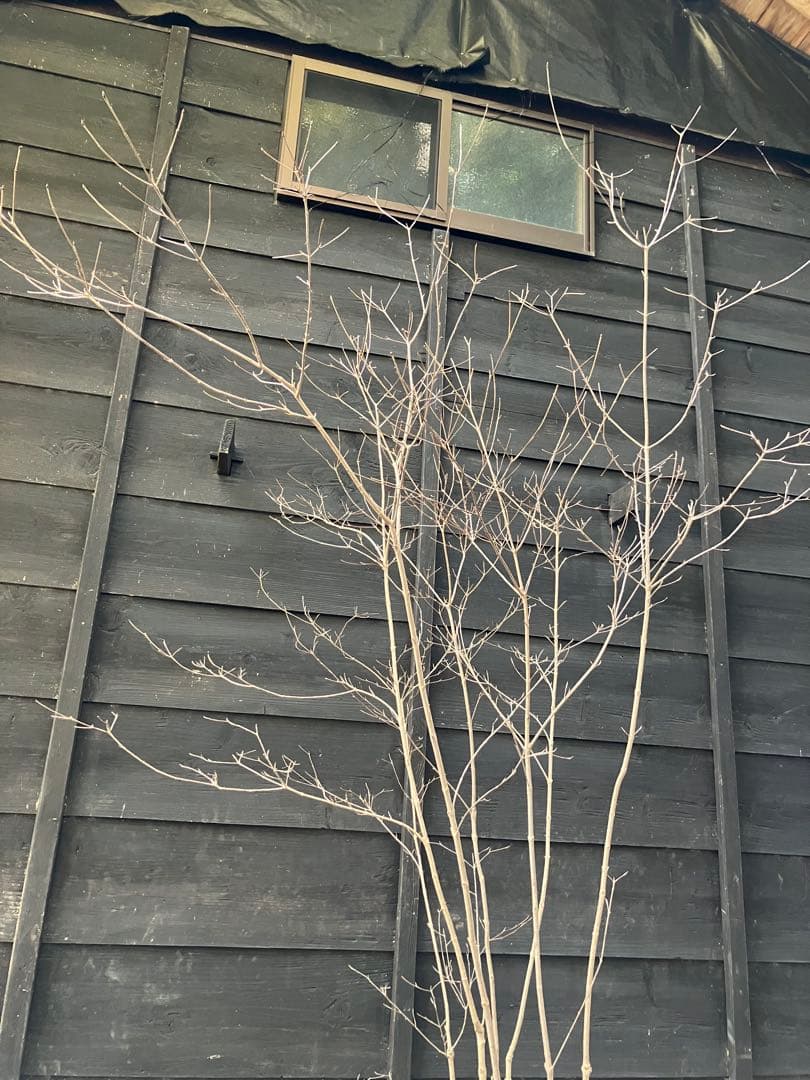 40 山採り　ヤマボウシ