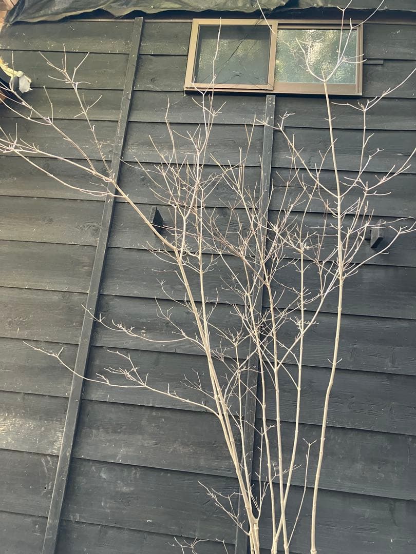 40 山採り　ヤマボウシ