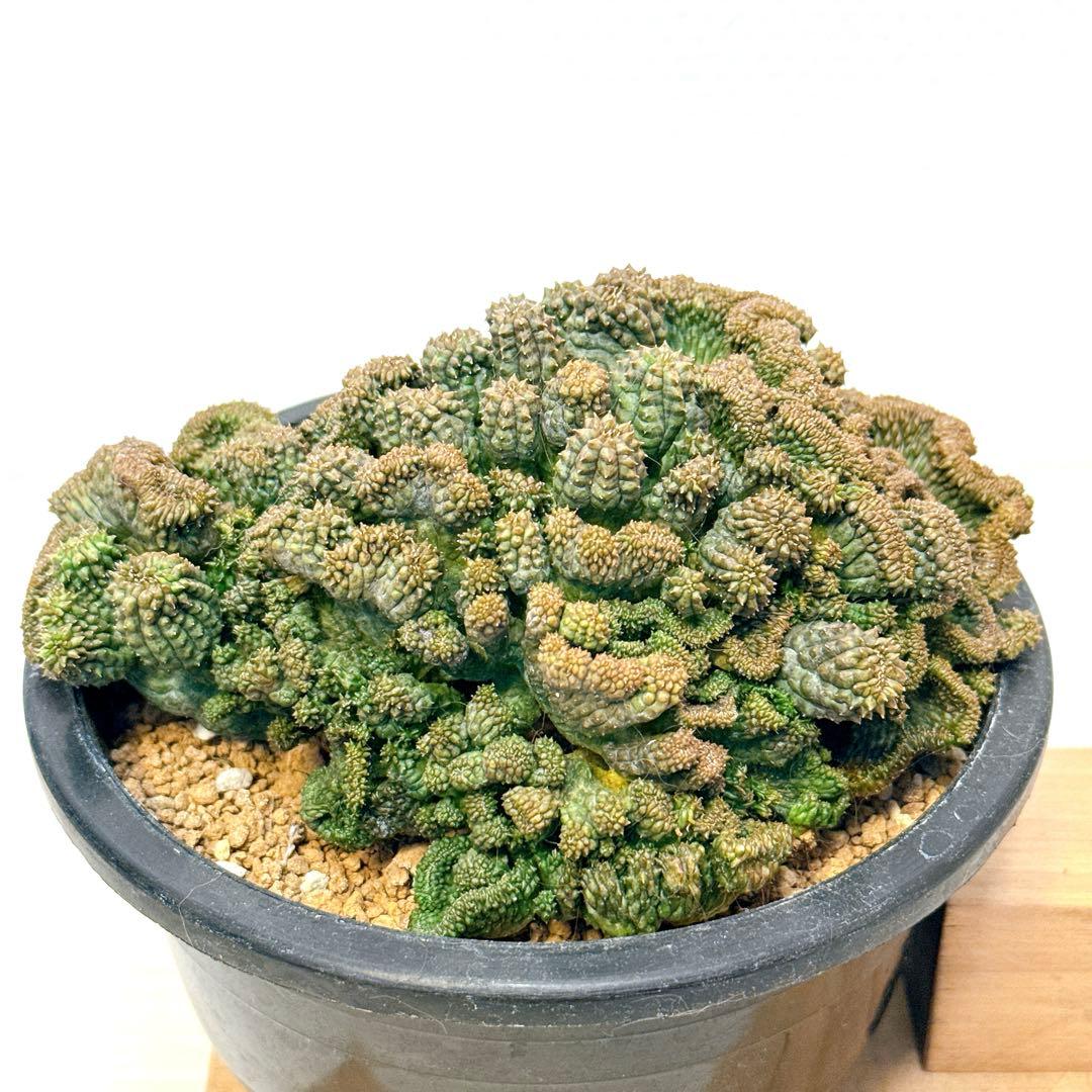 綴化群生オベサ/ユーフォルビア モンスト ホリダ バリダ