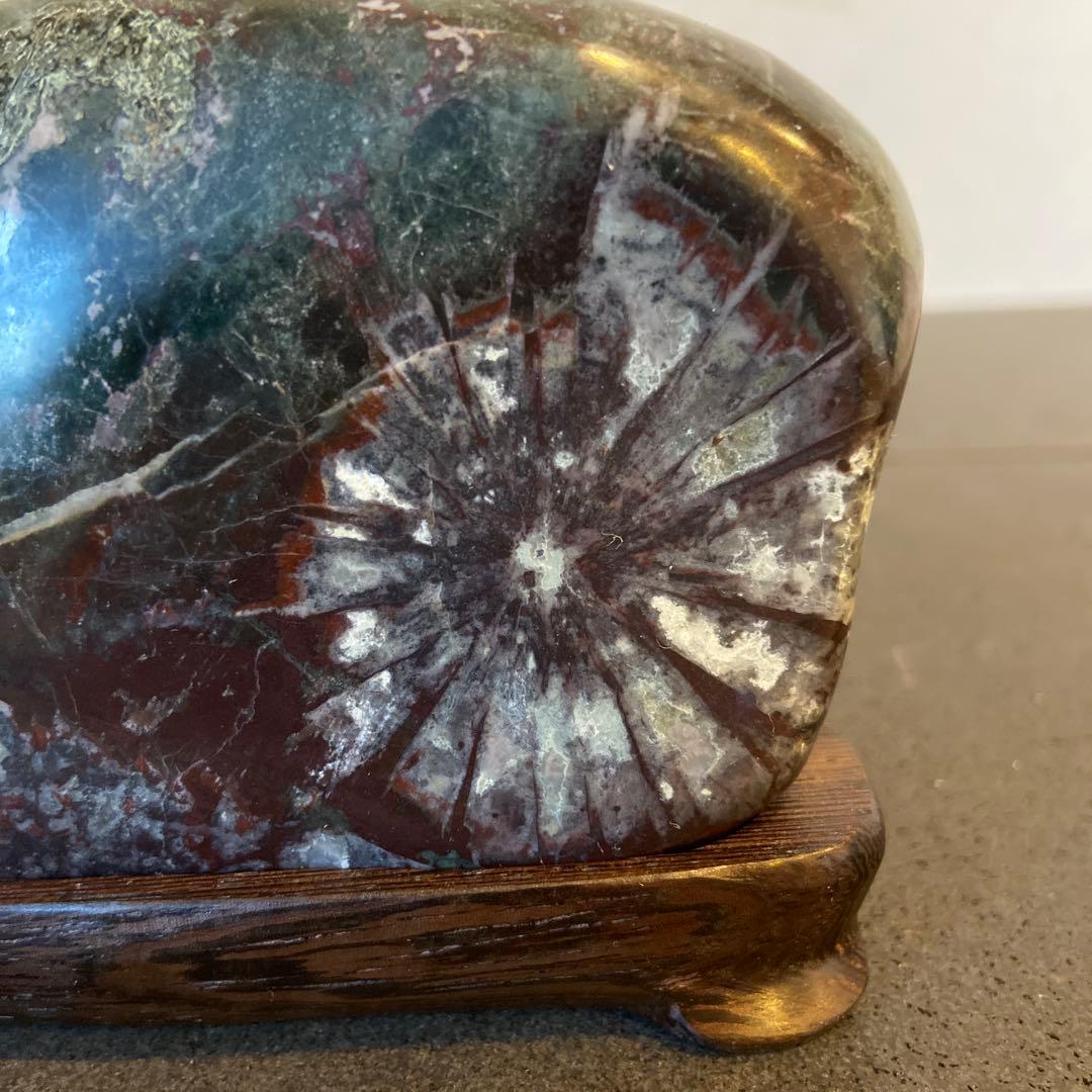 菊花石　★ 鑑賞石　菊花石　水石