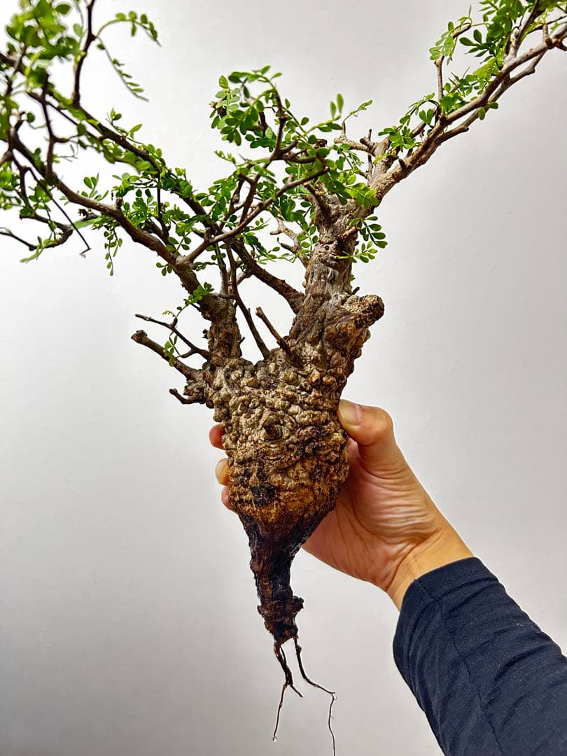 【現地発根株】オペルクリカリアパキプス