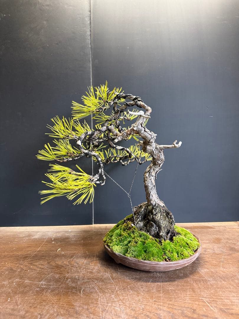 兄*貴様 特別オークション　赤松盆栽文人木石付き古木苔即戦力