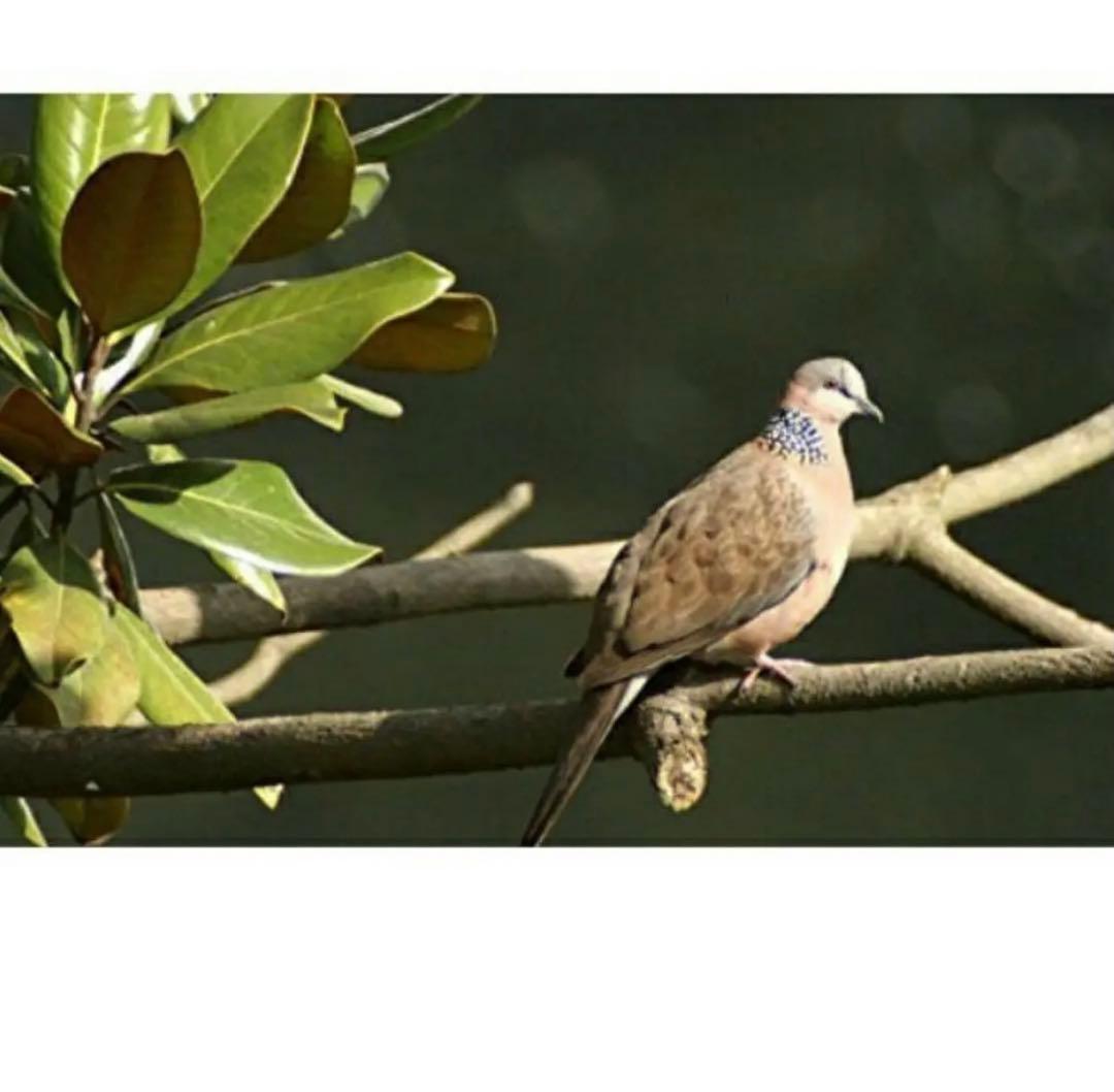 Canon一眼レフをお持ちの方におすすめ！ズームレンズ！カメラ初心者サポート付き