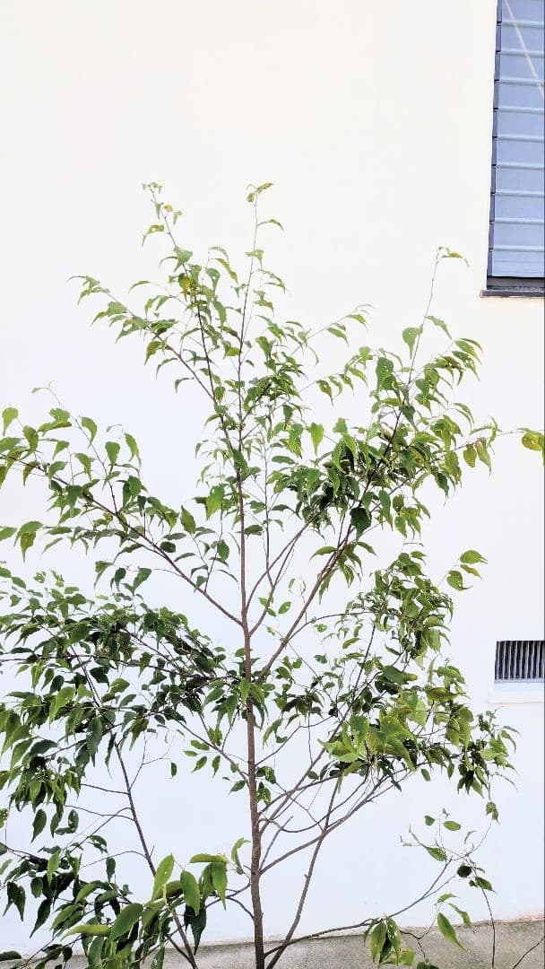 美形単幹。山採りハイノキ。