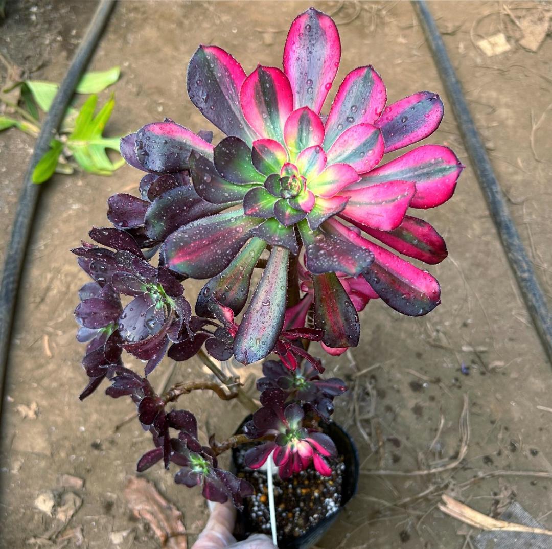 専用出品‼️アエオニウム　シャネル七彩2株　悪魔の目　カット1苗　抜き苗1株