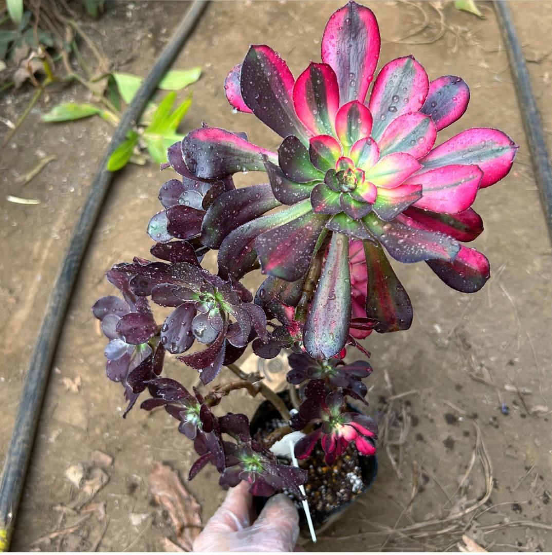 専用出品‼️アエオニウム　シャネル七彩2株　悪魔の目　カット1苗　抜き苗1株