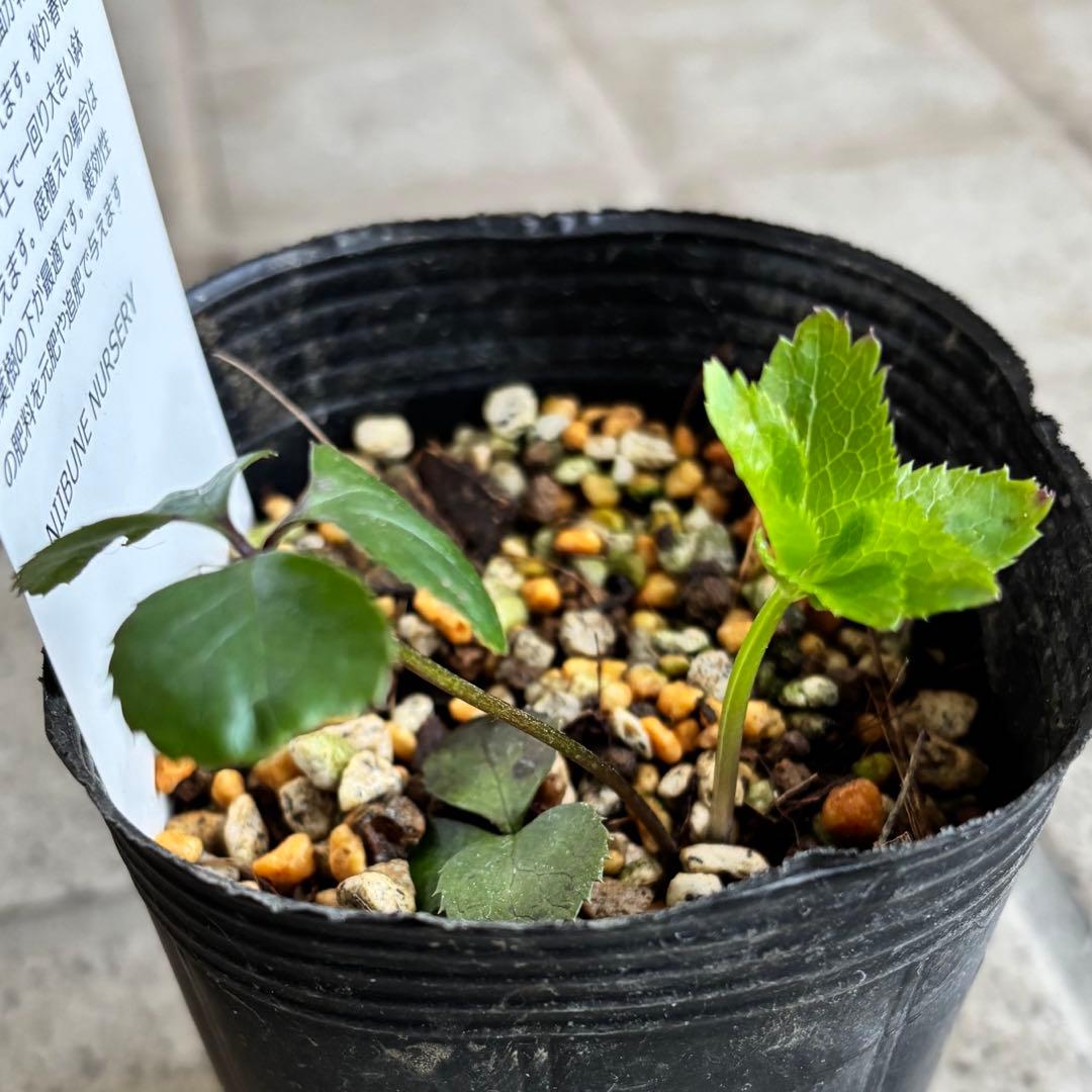 原種　クリスマスローズ 苗　クリロー　希少　クリスマスローズ　花苗