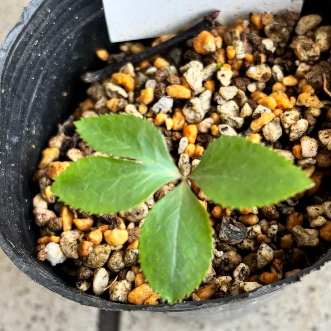 原種　クリスマスローズ 苗　クリロー　希少　クリスマスローズ　花苗