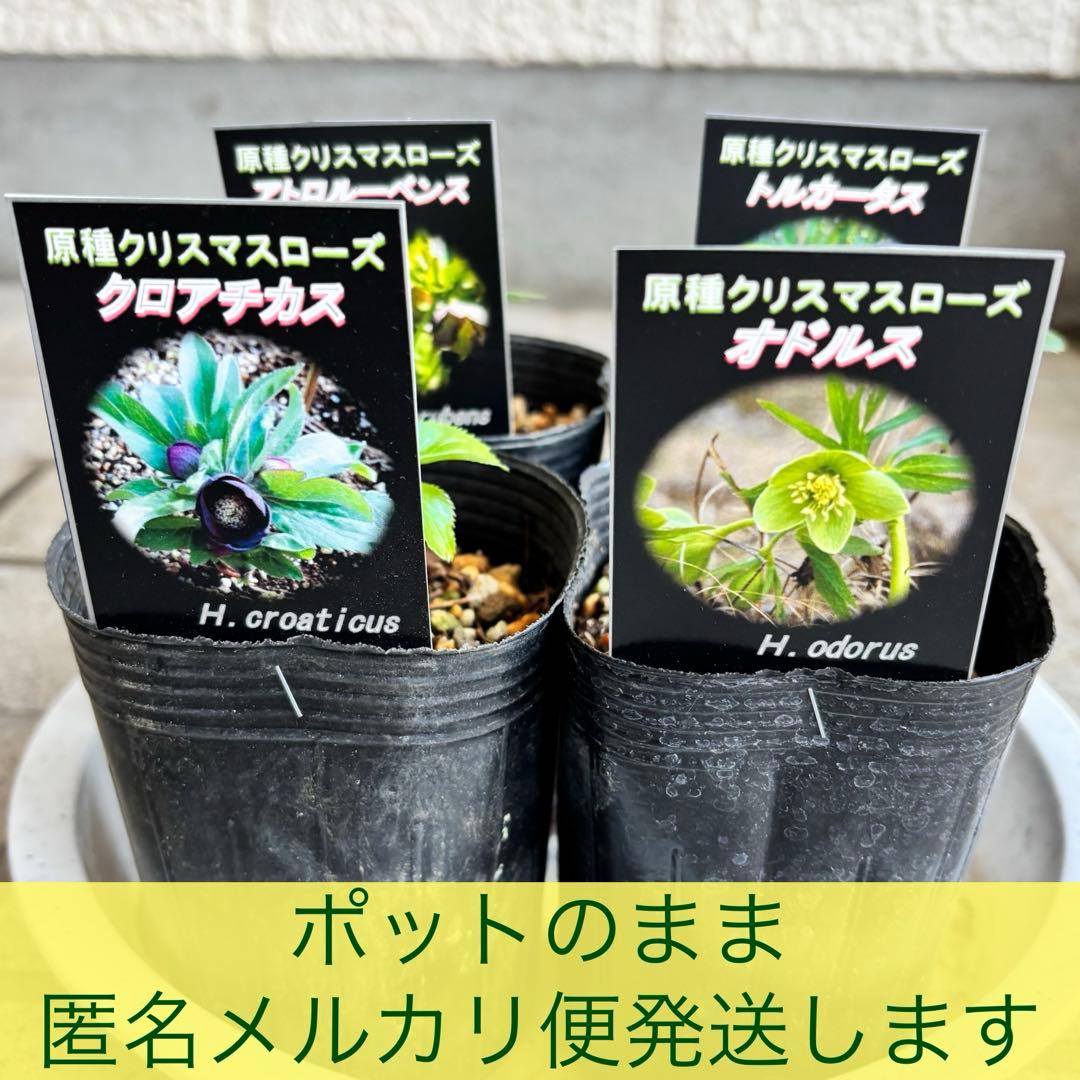 原種　クリスマスローズ 苗　クリロー　希少　クリスマスローズ　花苗