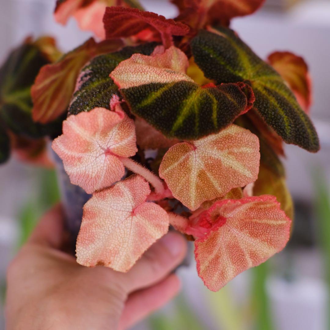 Begonia soli mutata Var│ベゴニア ソリムタータ ピンク④