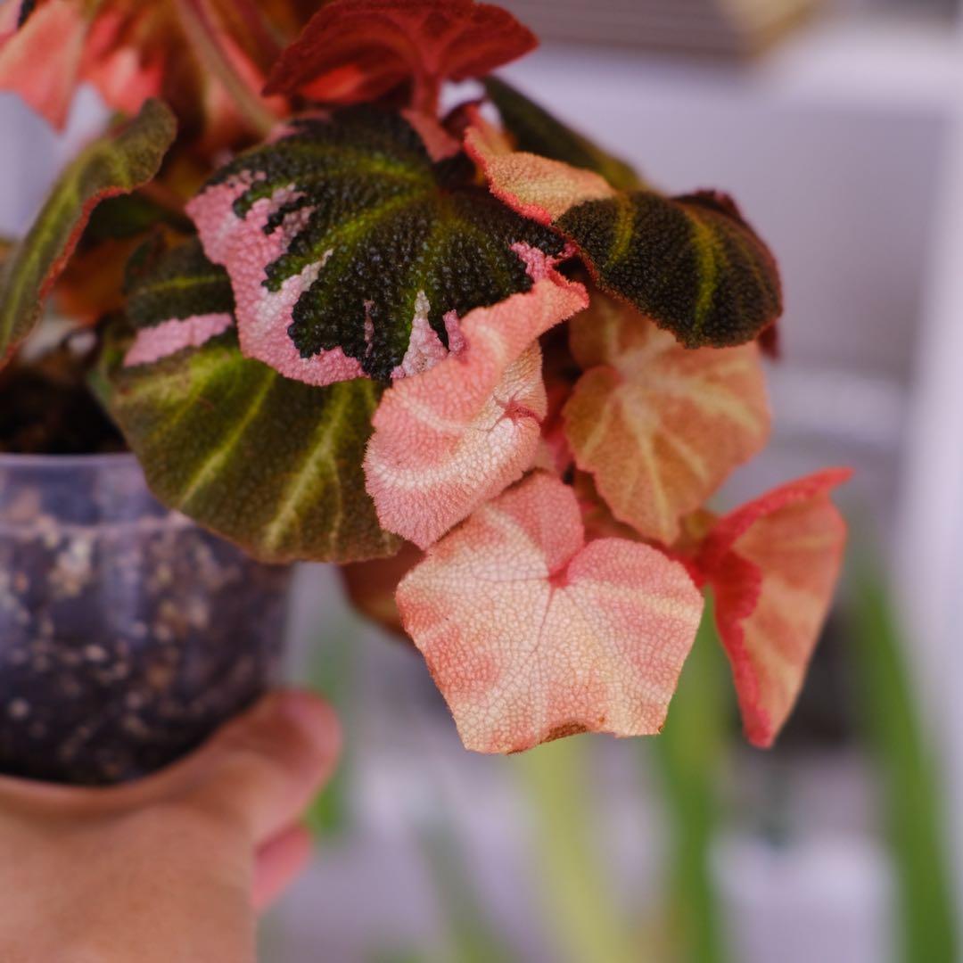 Begonia soli mutata Var│ベゴニア ソリムタータ ピンク④