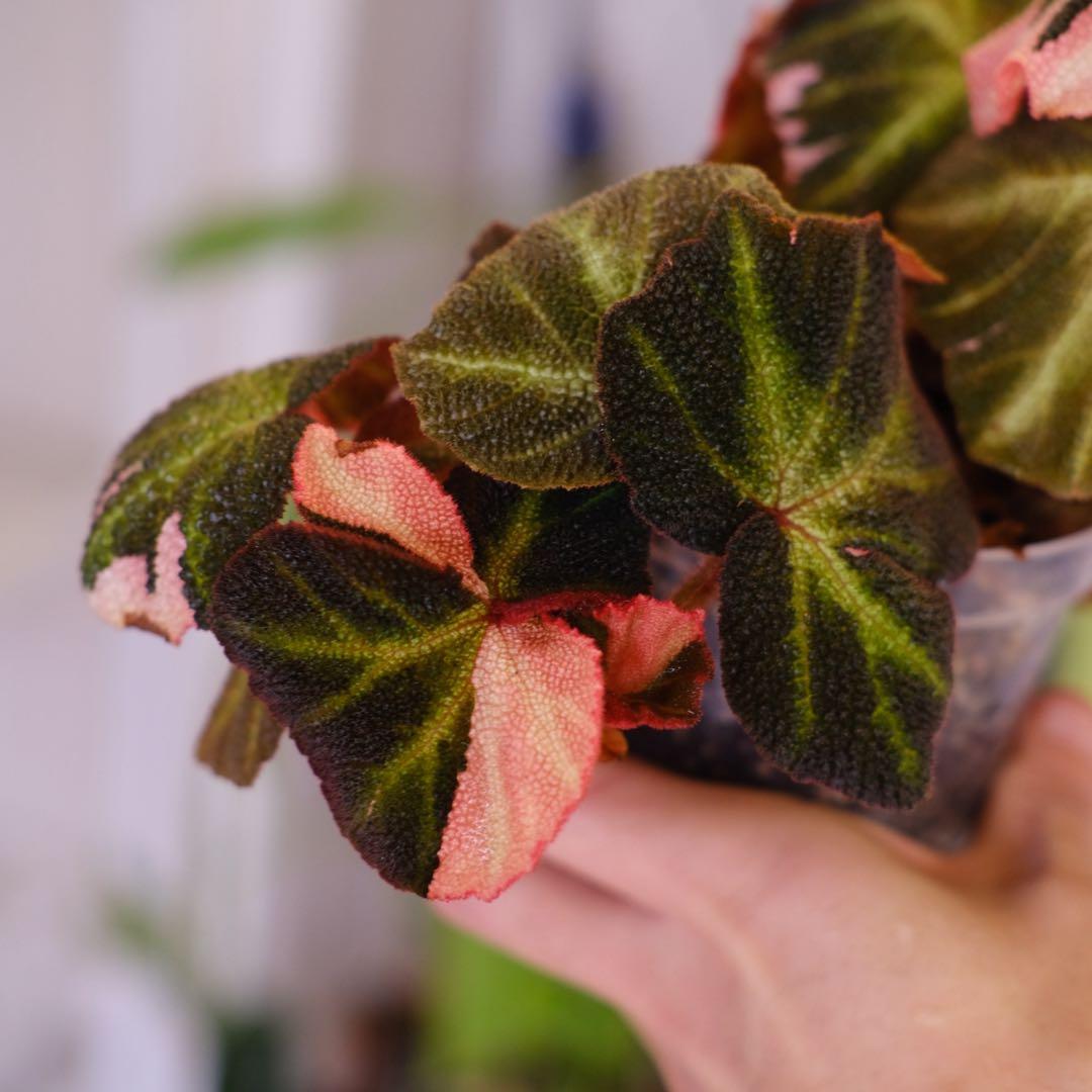 Begonia soli mutata Var│ベゴニア ソリムタータ ピンク④