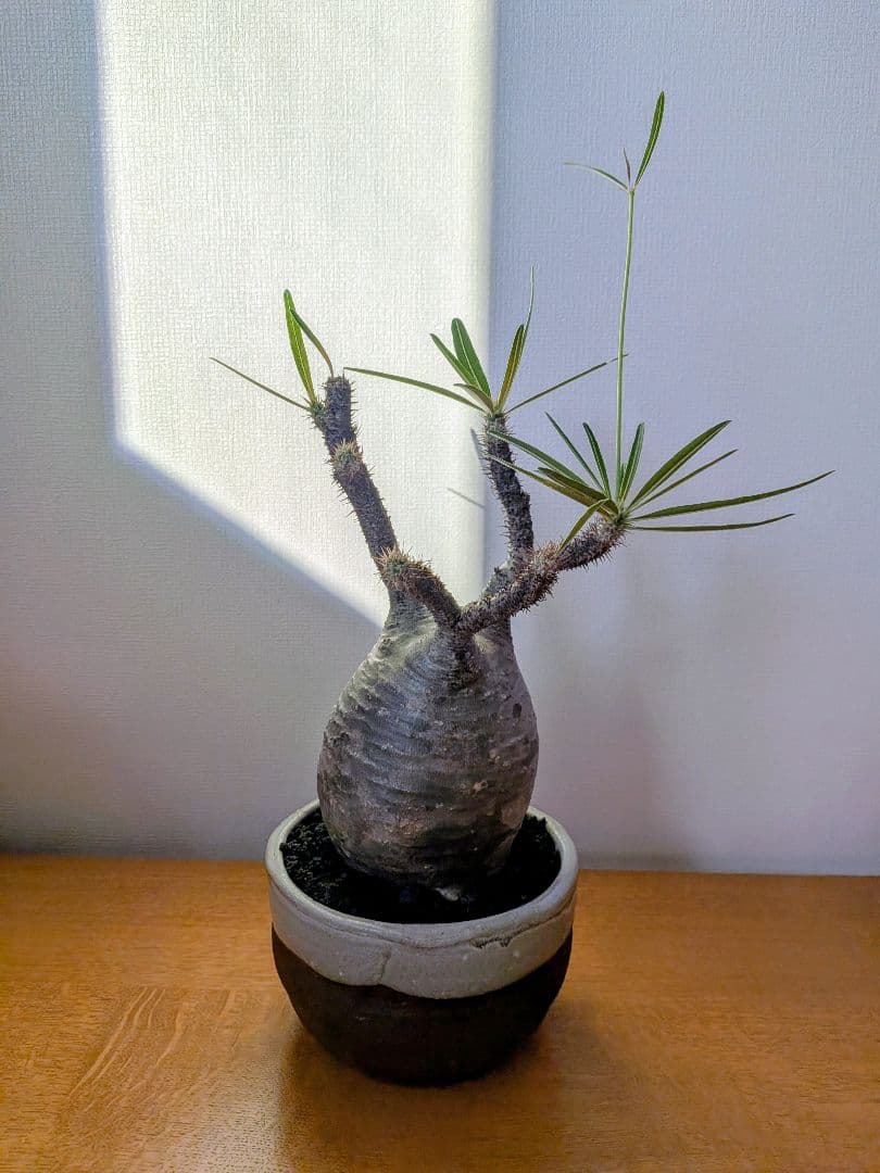 【塊根植物】パキポディウムグラキリス　信楽焼