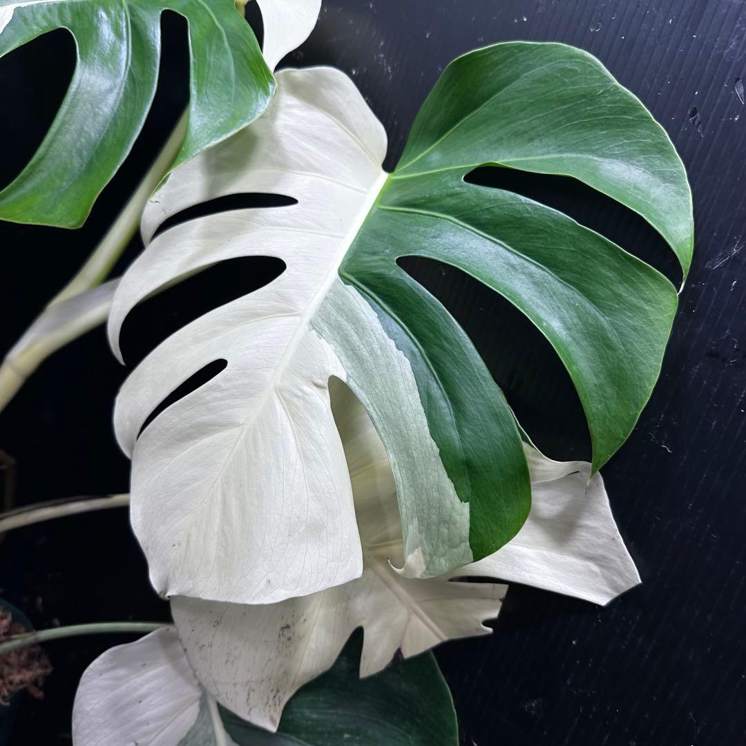 マ*ン様 モンステラ斑入りハーフムーンホワイトタイガー極美斑入り　　 77cm