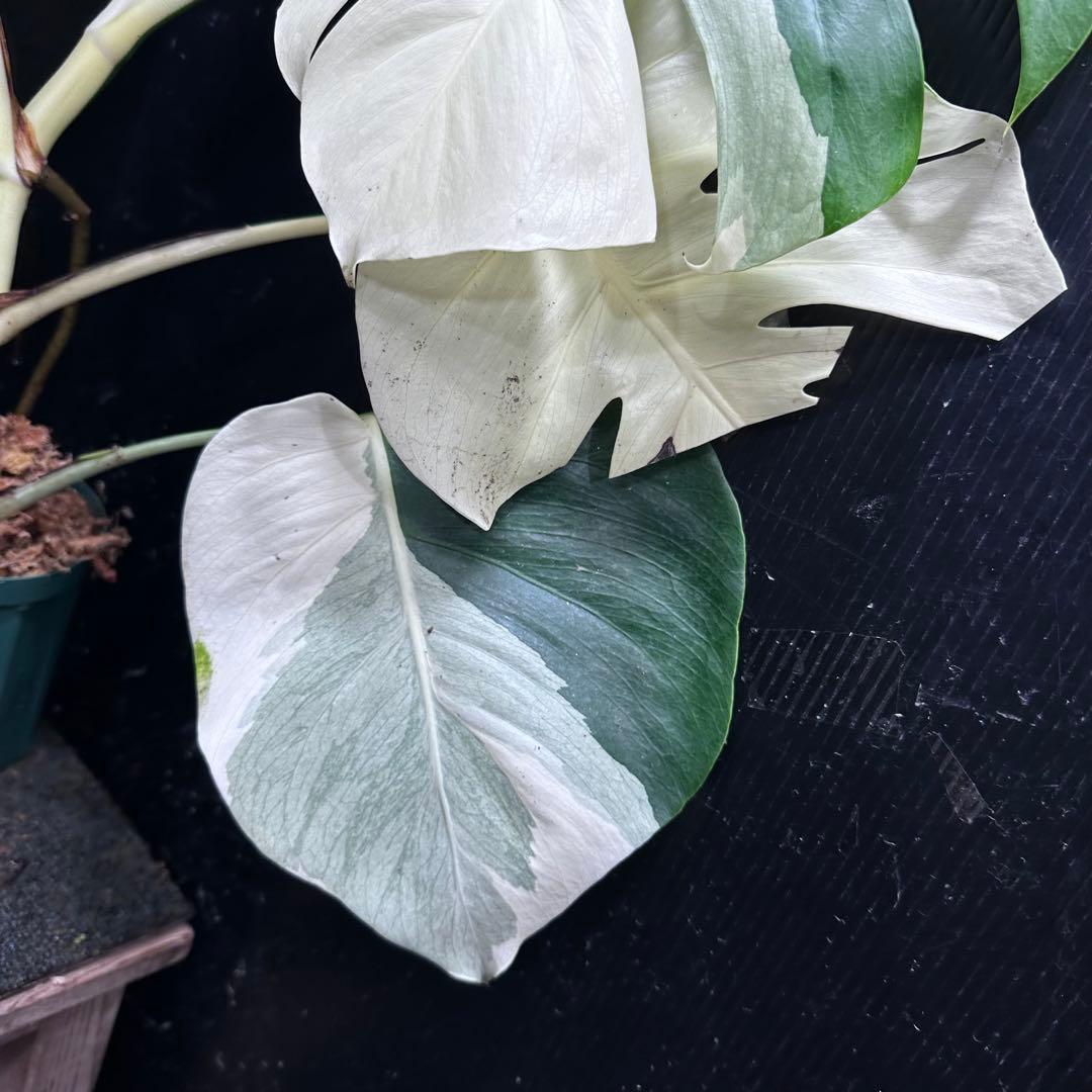 マ*ン様 モンステラ斑入りハーフムーンホワイトタイガー極美斑入り　　 77cm