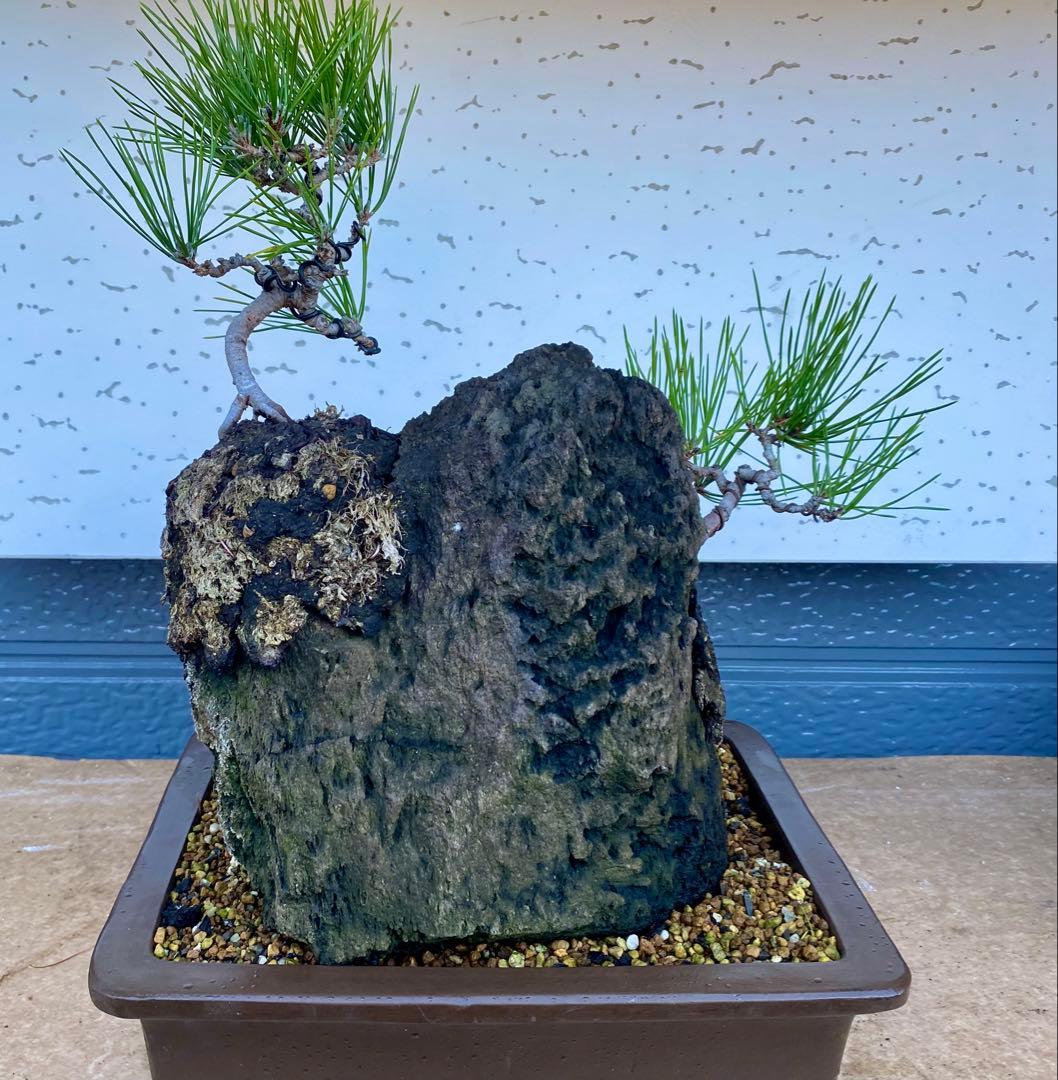 盆栽　自然石付き黒松　盆景　眺めいい❣️2鉢で
