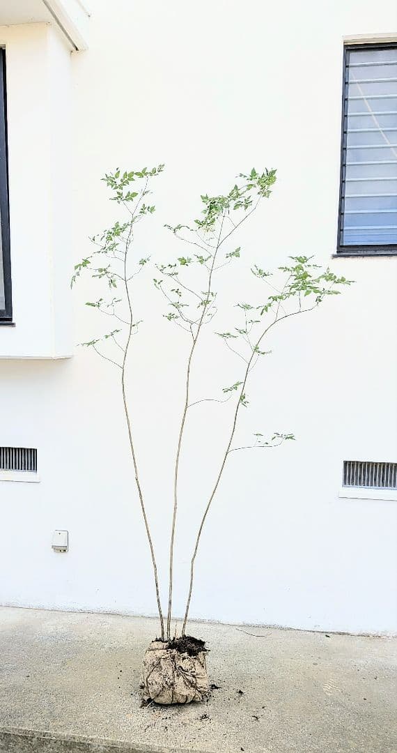 優秀。山採りアオダモ。