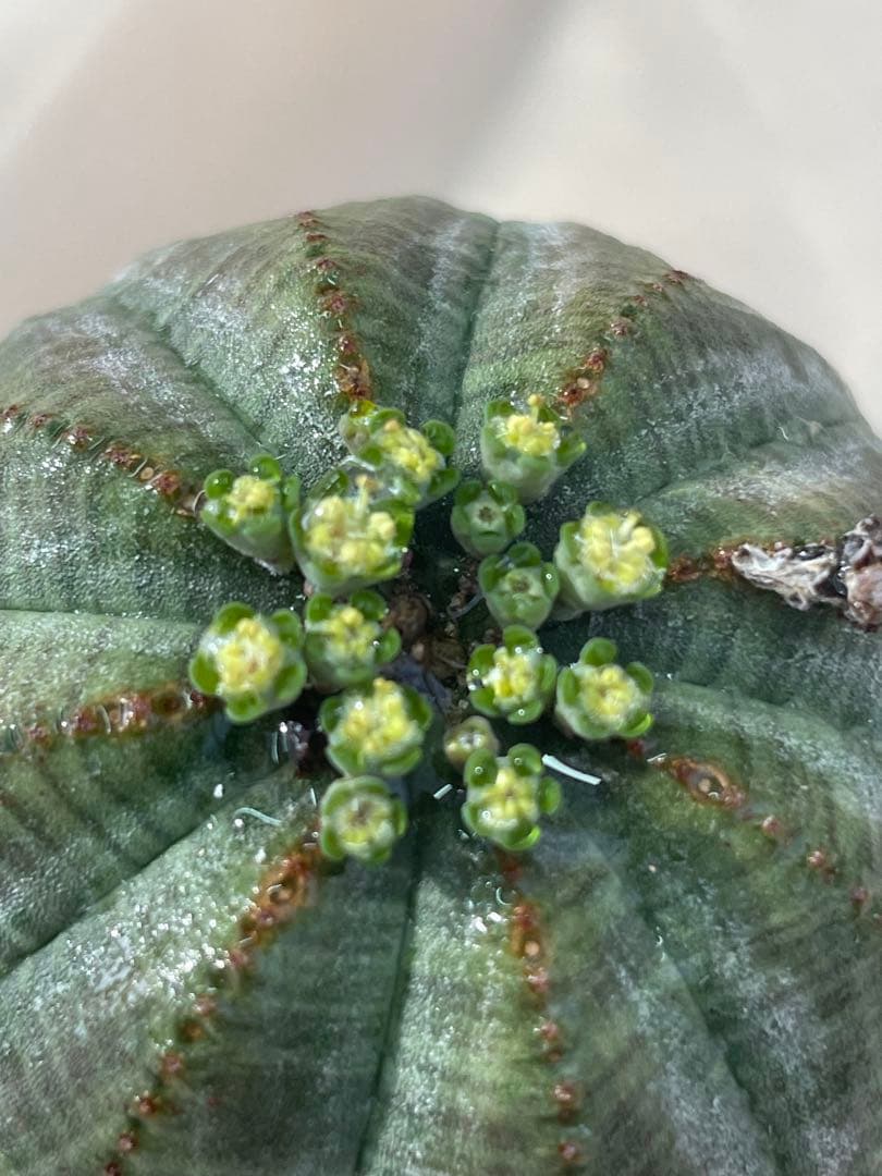 ズ*イ様 ユーフォルビア5点セット 育てやすい大きさ、種類