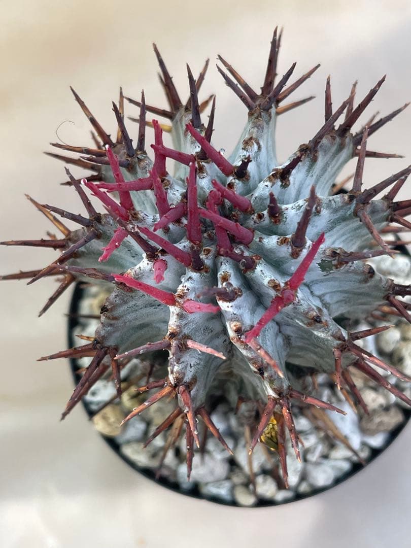 ズ*イ様 ユーフォルビア5点セット 育てやすい大きさ、種類