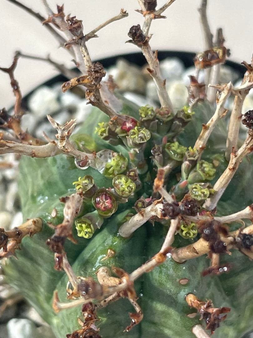 ズ*イ様 ユーフォルビア5点セット 育てやすい大きさ、種類