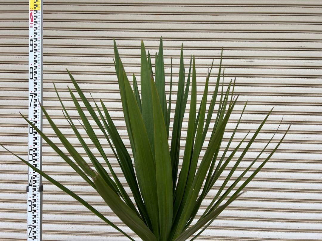 送料込み　ニオイシュロラン　ドラセナ　形状良　新築