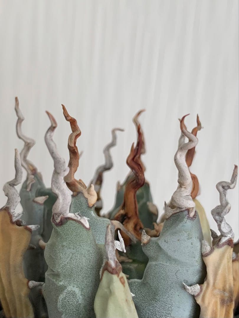 アガベ エボリスピナ 陽炎 【最終値下げ】