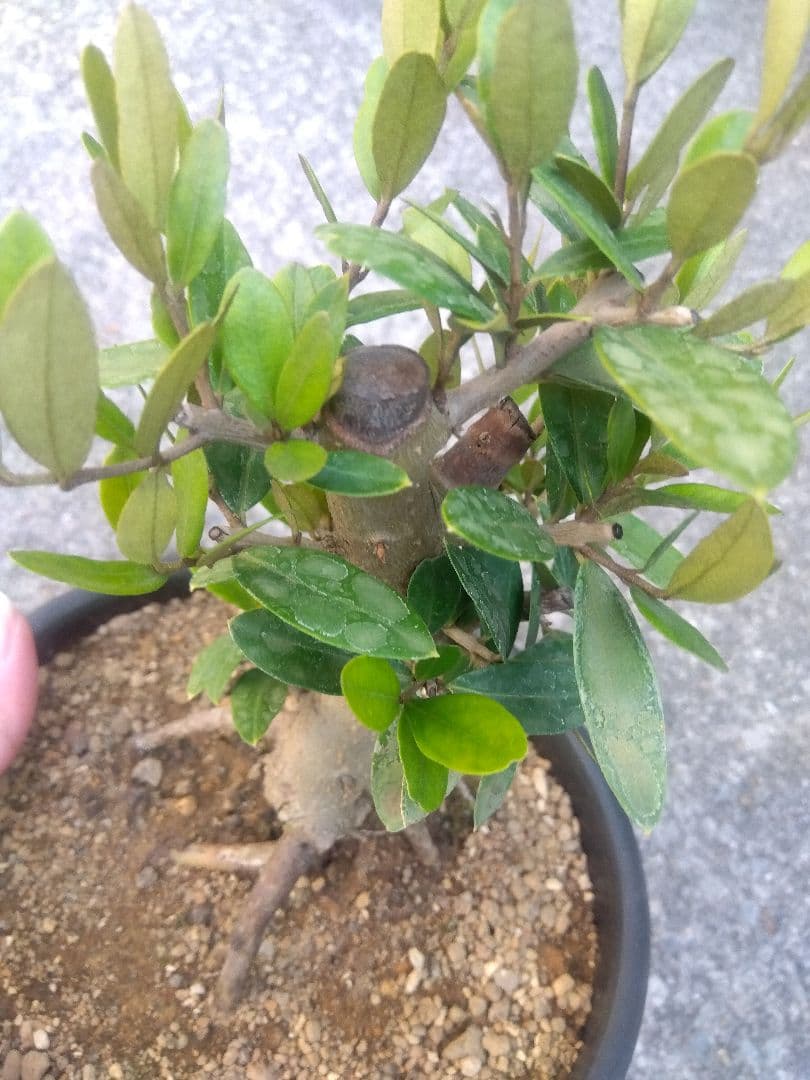 オリーブ　ひなかぜ　盆栽　6号陶器鉢つき　根上がり❗　①