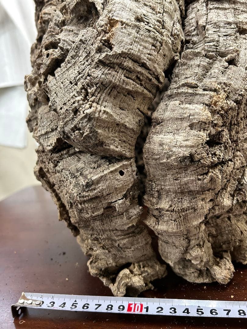 ポルトガル産コルク樹皮ＰＬ-1029-Ｌ12