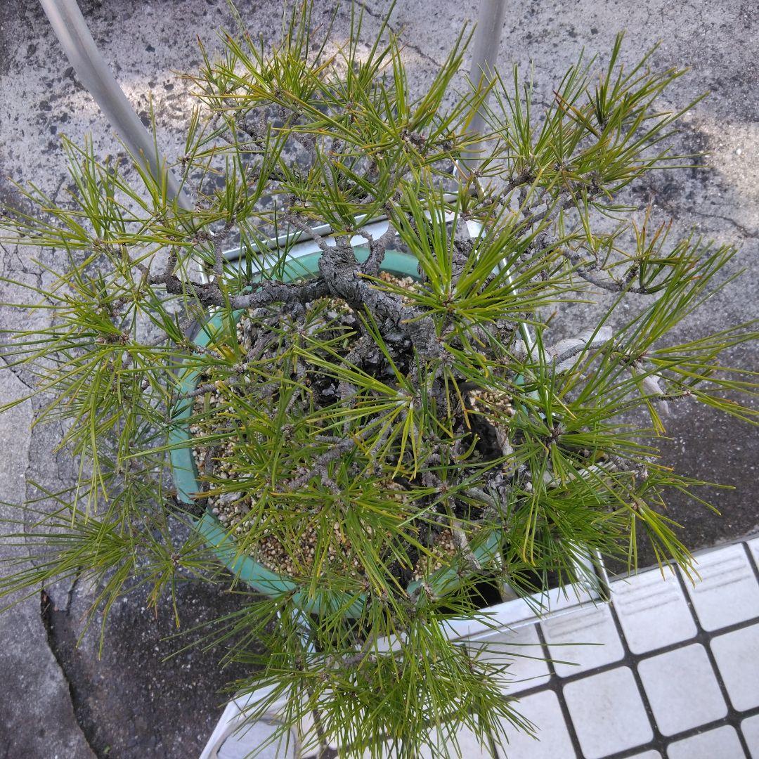 黒松　　 大型盆栽】　　撮影日2022,09,21日945